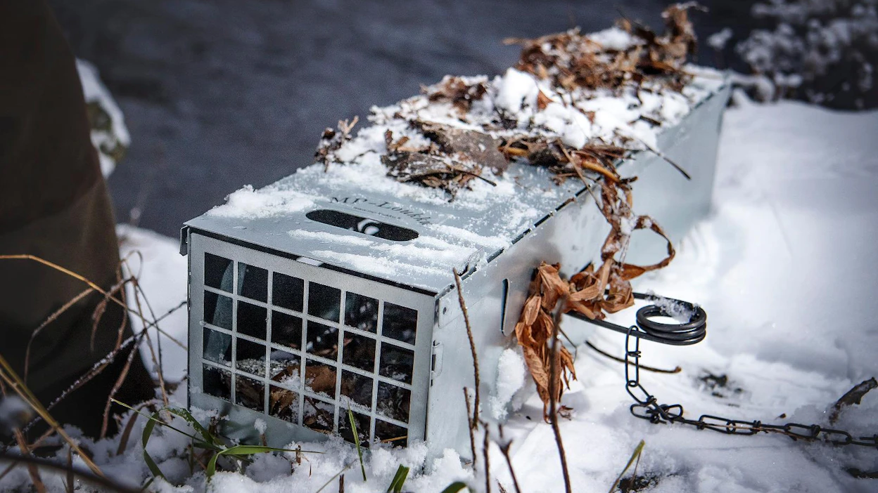 Pienpetoraudat on sijoitettava niin, ettei niistä aiheudu vaaraa muille kuin pyydystettäville eläimille, muistuttaa Raija Sillanpää.