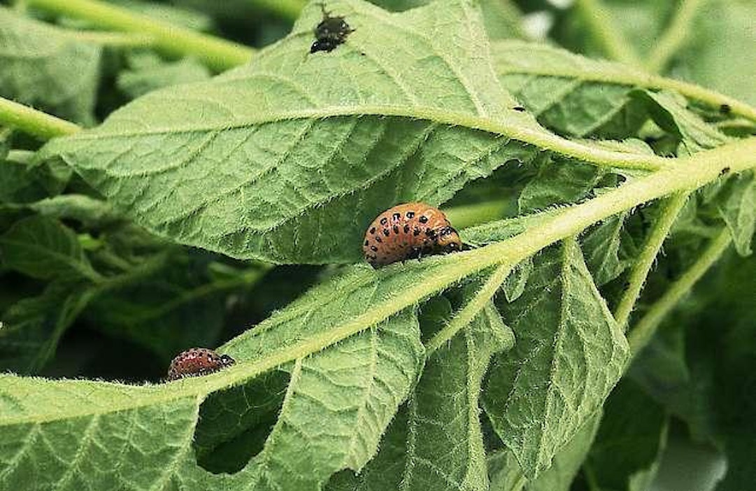 Koloradonkuoriaisen toukkia.