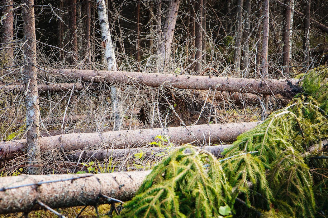 Kirjanpainajien tuhoriskin kasvu liittyy lähes poikkeuksetta aiempina vuosina korjaamatta jätettyihin tuulenkaatoihin, muistuttaa Luken tutkija Tiina Ylioja.