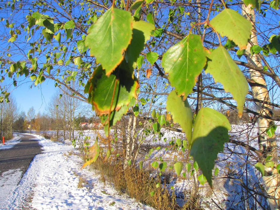 Äkilliset säänmuutokset tepposia puille ja kasveille. Tässä kuvassa lämpimään syyssäähän tottunut koivu ei ole osannut ajoissa varautua talven tuloon.