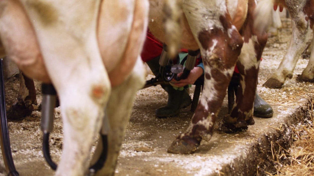 Marianne Mänki peräänkuuluttaa valmisteluissa maalaisjärkeä.