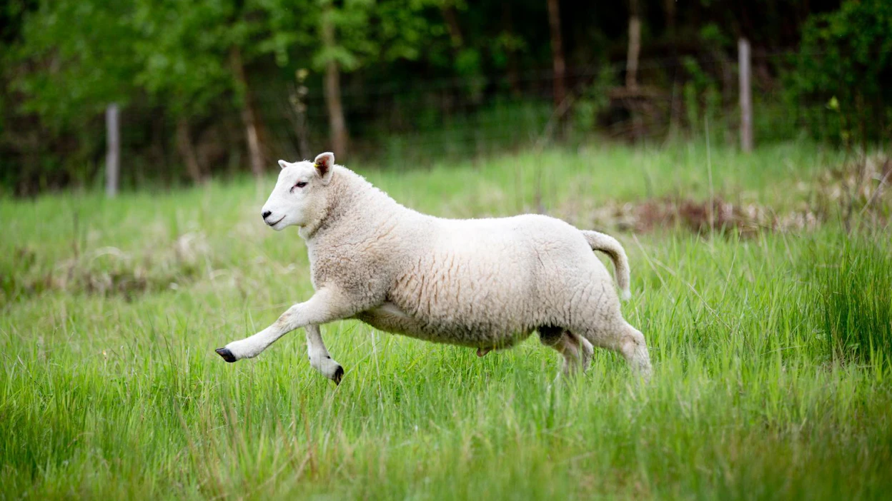 Lounais-Suomen Lampurit ry:n kaikki jäsenet ovat texel-rodun kasvattajia. Arkistokuva.