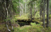 Tumma lampareensilmä näyttää kuusikon keskellä sulamisvesilammikolta. Se on kuitenkin niukkaravinteinen lähde, jossa riittää vettä kuivimpinakin kesinä.