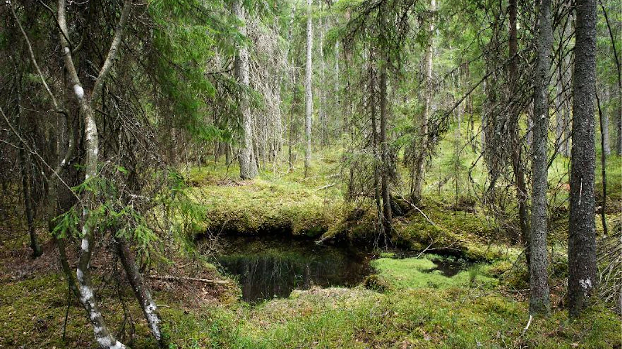 Tumma lampareensilmä näyttää kuusikon keskellä sulamisvesilammikolta. Se on kuitenkin niukkaravinteinen lähde, jossa riittää vettä kuivimpinakin kesinä.