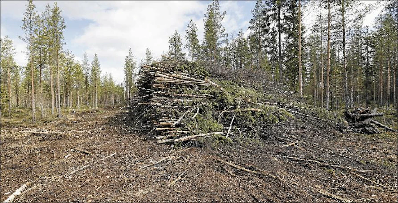 Heikki Aholan palstalta korjattiin energiapuuta viime syksynä Limingan Koskelankylässä. Pekka Fali
