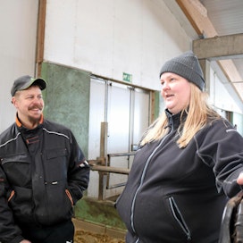 Ensimmäinen maissisato korjattiin viisi vuotta sitten. Traktorimarssin peruja tullut idea on kantanut. Vain kerran sato on epäonnistunut, maidontuottajat Tarmo ja Anne Ilola Reisjärveltä toteavat.