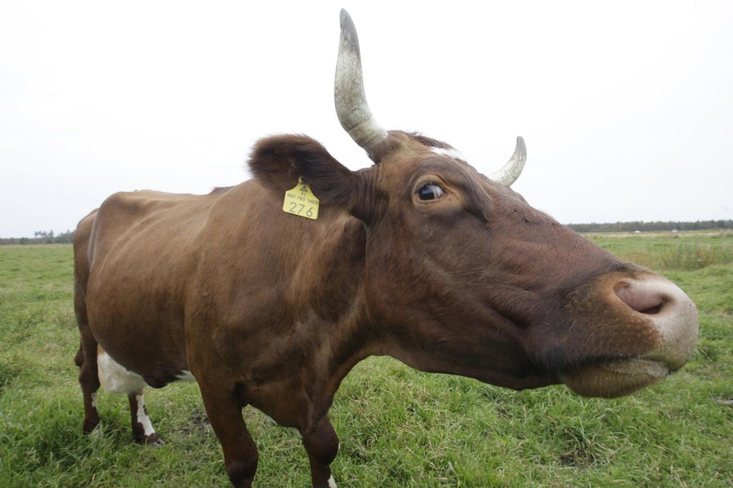 Kuvan lehmä ei liity juttuun.