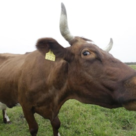 Kuvan lehmä ei liity juttuun.