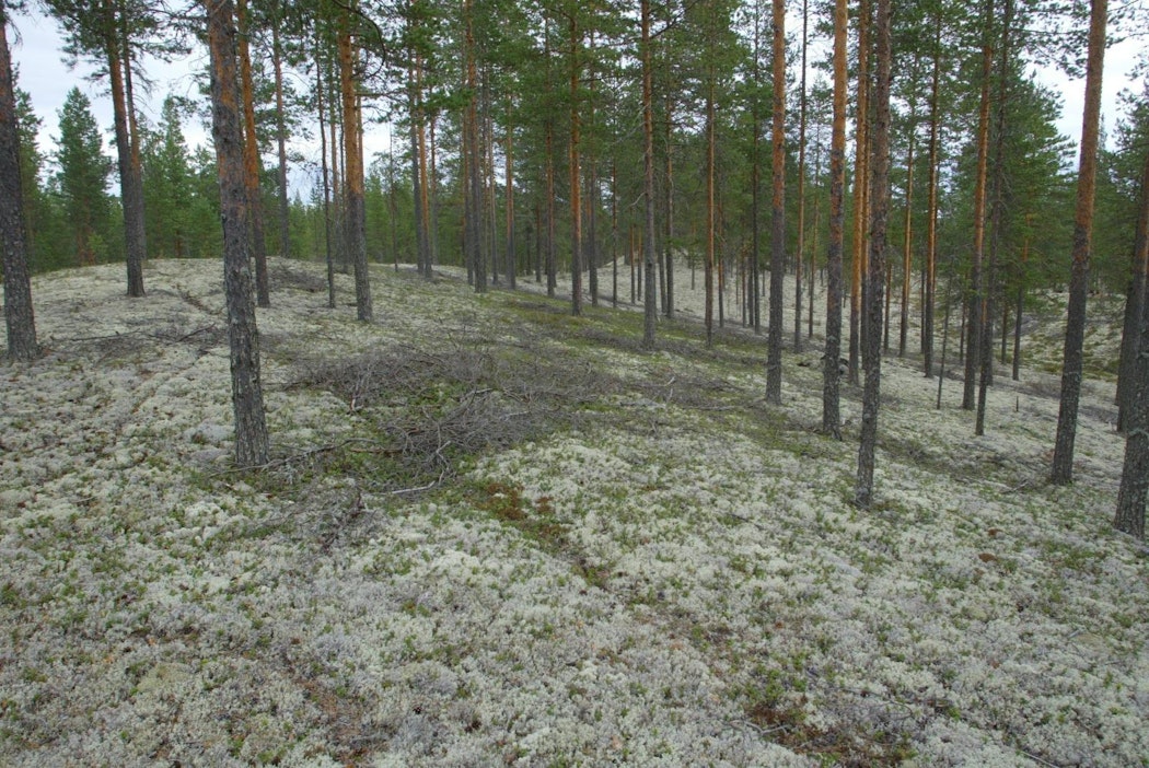 Luovutetut alueet ovat rantamaita taustametsineen ja harjumetsiä.