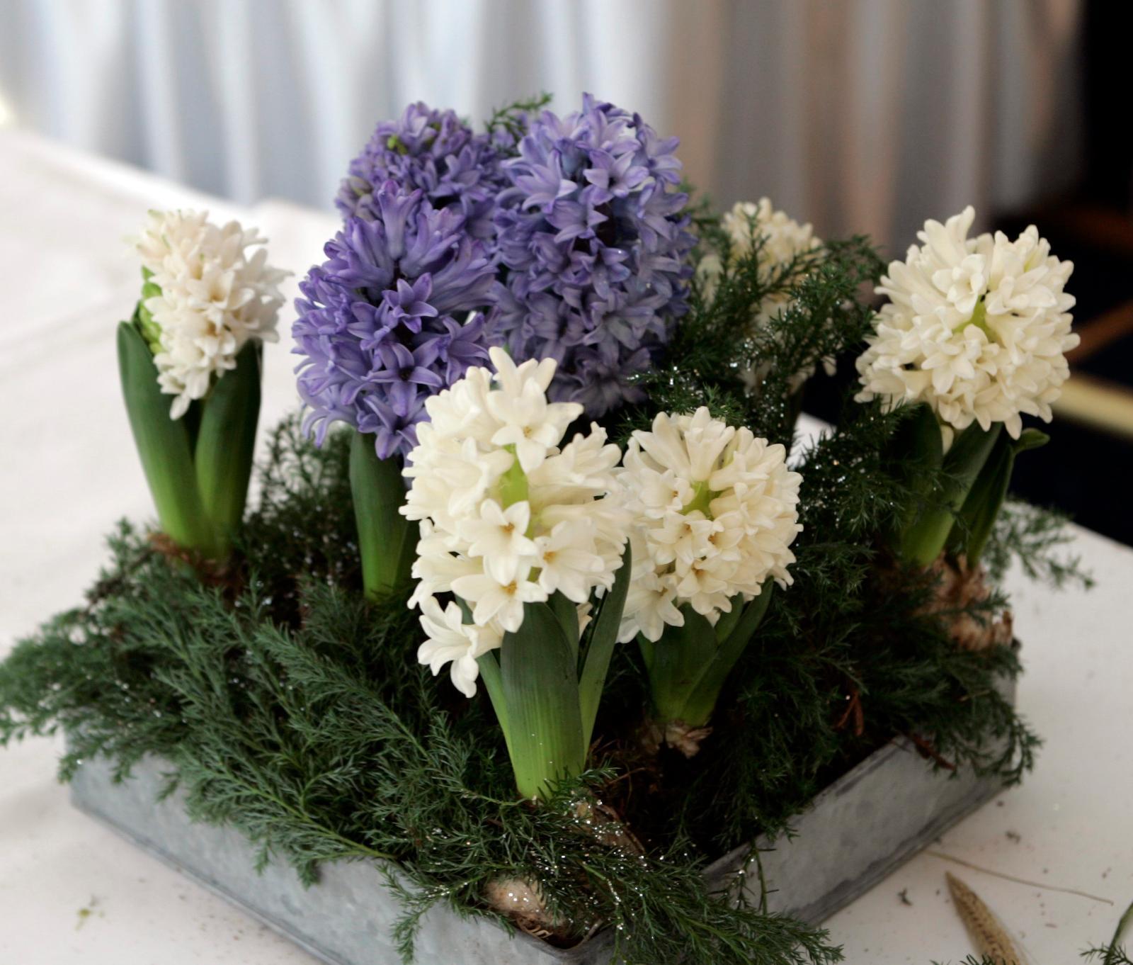 Hyasintti on joulun kestosuosikki suomalaisissa kodeissa. Hyasintista kaupaksi käyvät vaaleanpunaiset, valkoiset ja siniset kukat.Arkistokuva