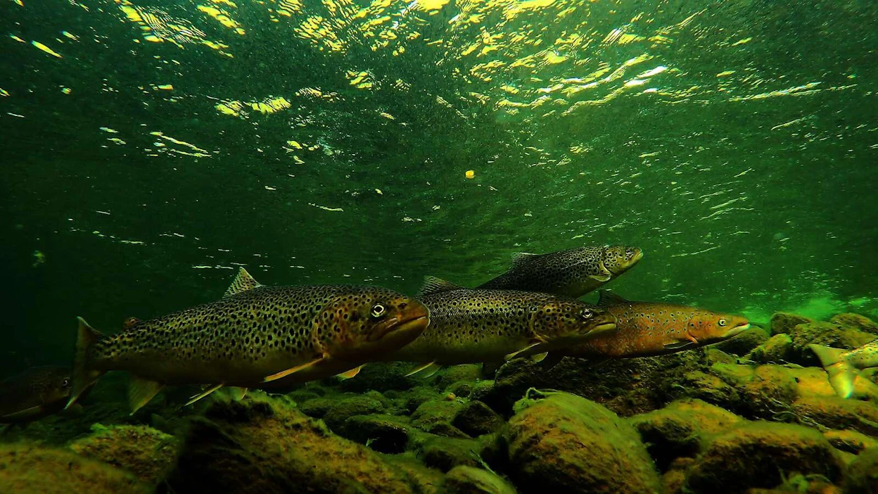 Kuvassa Tenojoen taimenia. Viimeisen kymmenen vuoden vuotuinen keskisaalis on ollut 3 300 kiloa.
