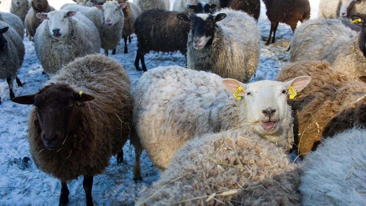 Lammastilat voivat hakea hyvinvointikorvausta nyt toisen kerran. Vuonna 2015 hyvinvointikorvaus laajeni lisäksi siipikarja- ja vuohitiloille.