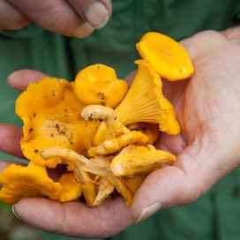 Suomessa sieniä saa poimia vapaasti, mutta monessa muussa maassa sienestystä ja marjastusta säädellään aluekohtaisesti.