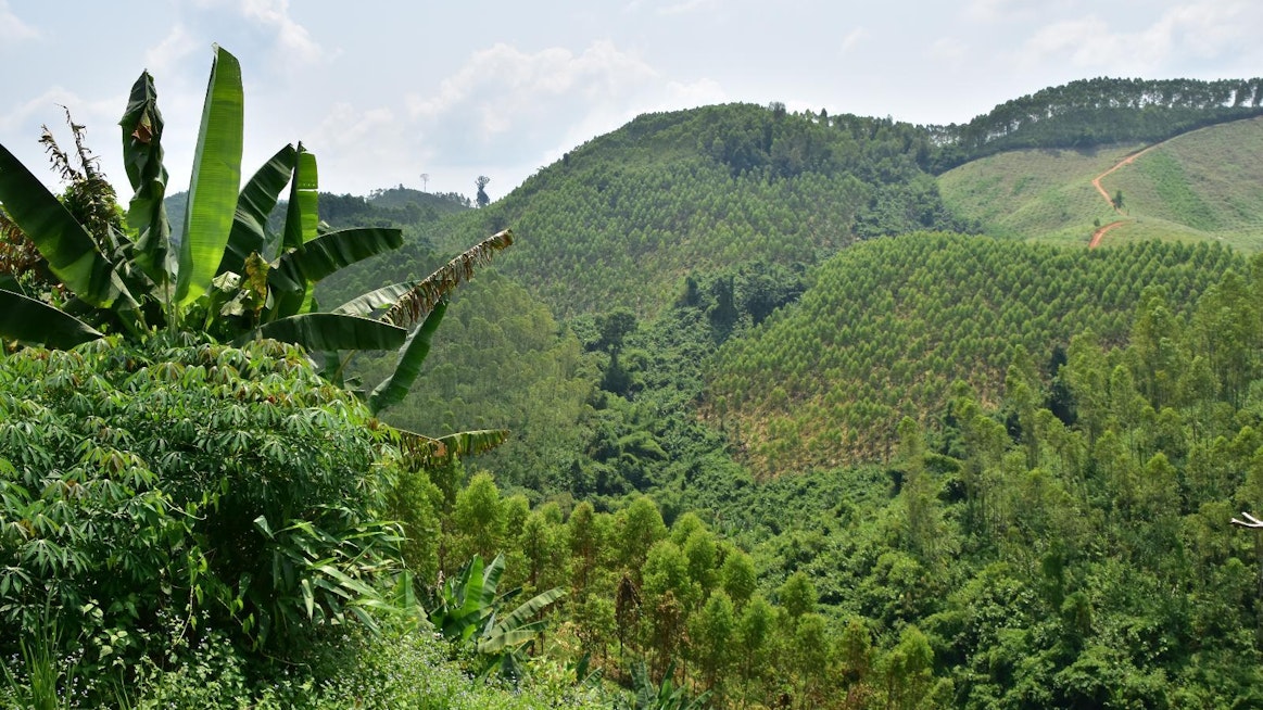 Tavoitteena on kehittää vastuullisen metsänhoidon menetelmiä ja jäljellä olevien luonnonmetsien suojelua.