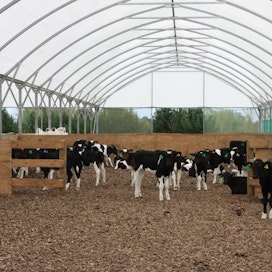 Näistä uusiseelantilaisvasikoista kasvaa maidontuottajia Fonterralle, joka on maailman maitojäteistä viidenneksi suurin.