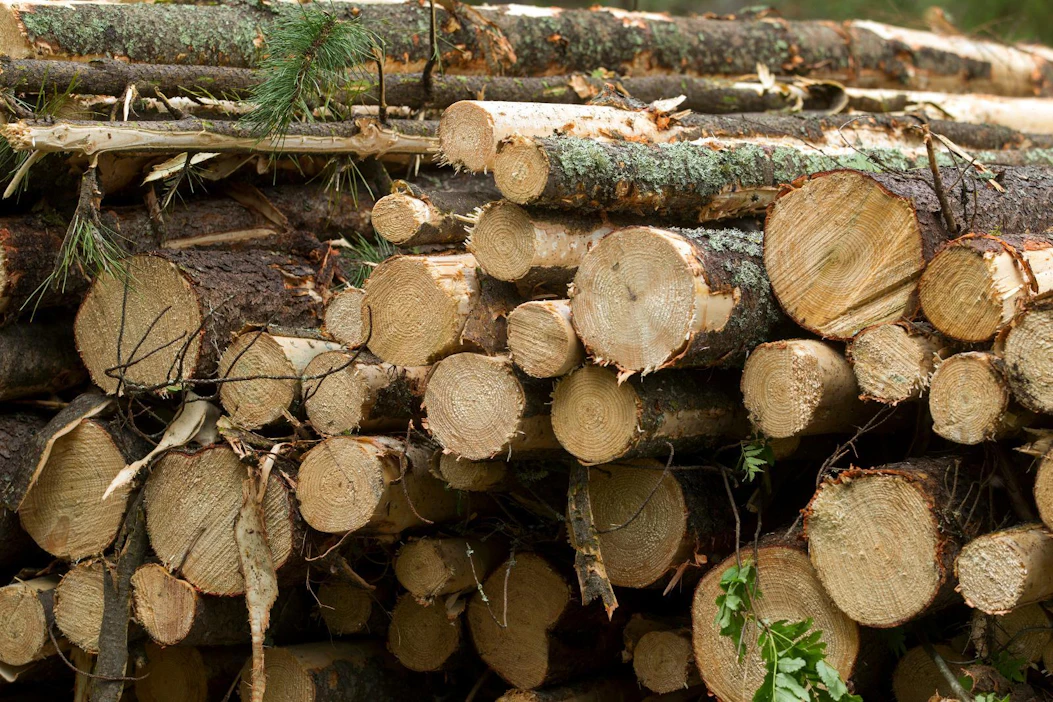 Metsätuholain mukaan kuusipuutavara tulee kuljettaa B-alueella pois hakkuupaikalta ja välivarastosta 24. heinäkuuta mennessä. Luke aikaistaisi rajaa yhdeksällä päivällä.