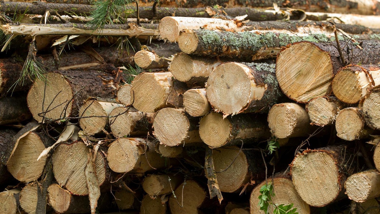 Metsätuholain mukaan kuusipuutavara tulee kuljettaa B-alueella pois hakkuupaikalta ja välivarastosta 24. heinäkuuta mennessä. Luke aikaistaisi rajaa yhdeksällä päivällä.