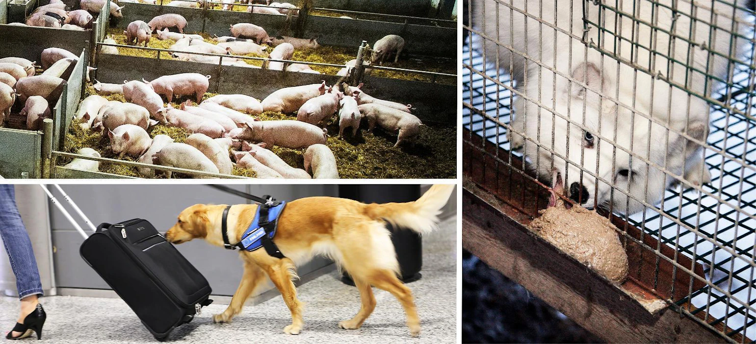 Elintarvikkeissa rajavalvontaa on kiristänyt Vuoden virkakoirana palkittu tullikoira Aino, joka seuloo liha- ja maitotuotteita itärajalla. Rajan yli tuodaan myös runsaasti eläinperäisiä sivutuotteita eli muita kuin elintarvikkeeksi käytettäviä eläinten osia. Niitä hyödynnetään raaka-aineena esimerkiksi lemmikki- ja turkiseläinten rehuissa.