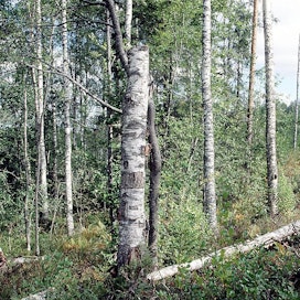 Lahopuuta ja lehtipuuta jätetään metsiin yhä enemmän.
