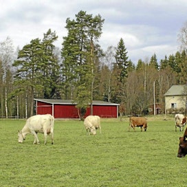 Lehmiä laitumella Lehtisen tilalla Tammelassa.