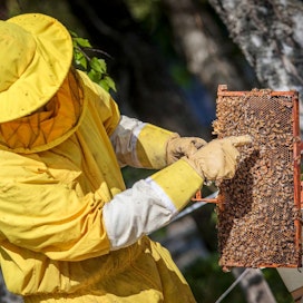 Karhujen tottuminen hunajaan aiheuttaa mehiläishoitajille taloudellisia menetyksiä, stressiä ja lisätyötä. Samalla menetetään kokonaisia pesiä mehiläisiä, jotka ovat tärkeitä pölyttäjinä.