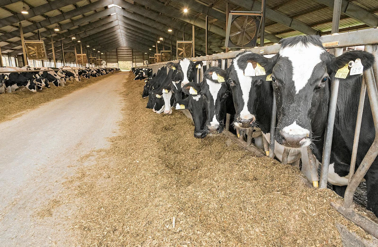 Westerkamp Holsteins -tilan suurimmassa pihatossa on 580 lehmäpaikkaa. Pääosa säilörehusta on maissia, mutta mukana on myös nurmisäilörehua. Lehmien keskituotos on noin 12 000 kiloa vuodessa.