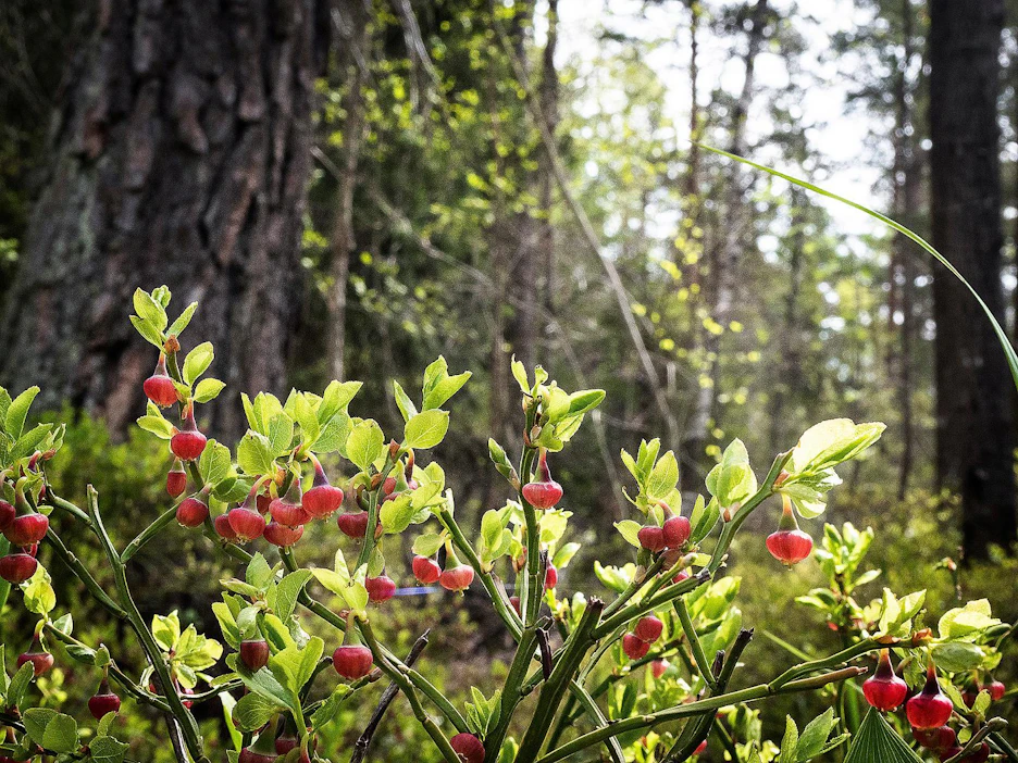 Mustikka kukkii jo Etelä-Suomessa. Jos pölytys onnistuu, sato voi olla yhtä runsas kuin kukintakin.