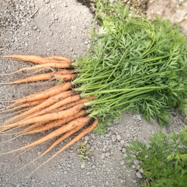Porkkanaa voi syödä turvallisin mielin, vaikka kasvusto olisi käsitelty Teppek-valmisteella, Tukes korostaa. Kuvituskuva.
