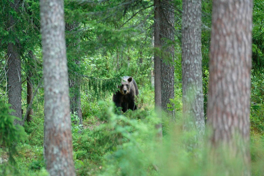 Kuvan karhu on kuvattu Suomussalmella.