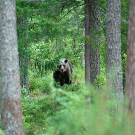 Kuvan karhu on kuvattu Suomussalmella.