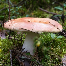 Isohapero ei lukeudu vaarallisten sienten joukkoon, vaan on erinomainen ruokasieni.