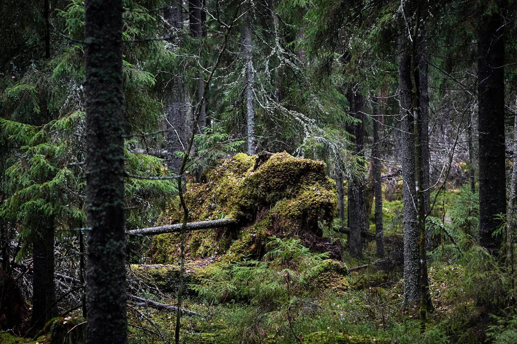 Hallitus aikoo edistää metsien, soiden ja vesien suojelua 100 miljoonan euron vuosittaisella lisärahoituksella ja lakihankkeilla.
