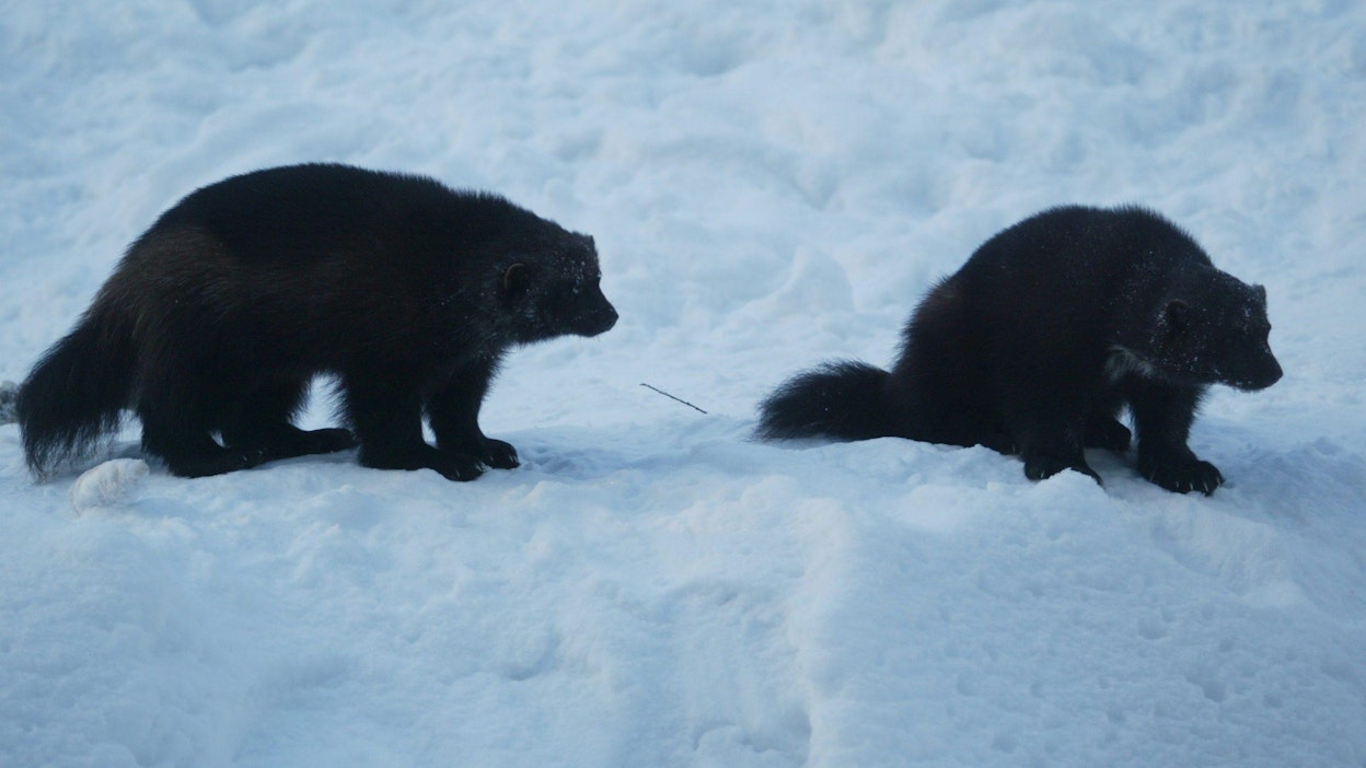 Tilastojen valossa eniten haittoja aiheuttava suurpeto on ahma.