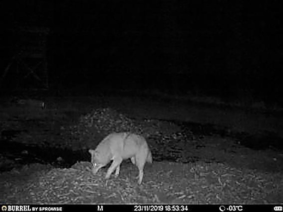 Komea susi osui riistakameran kuvaan Huittisissa – lienee lauman alfauros -  Uutiset - Maaseudun Tulevaisuus