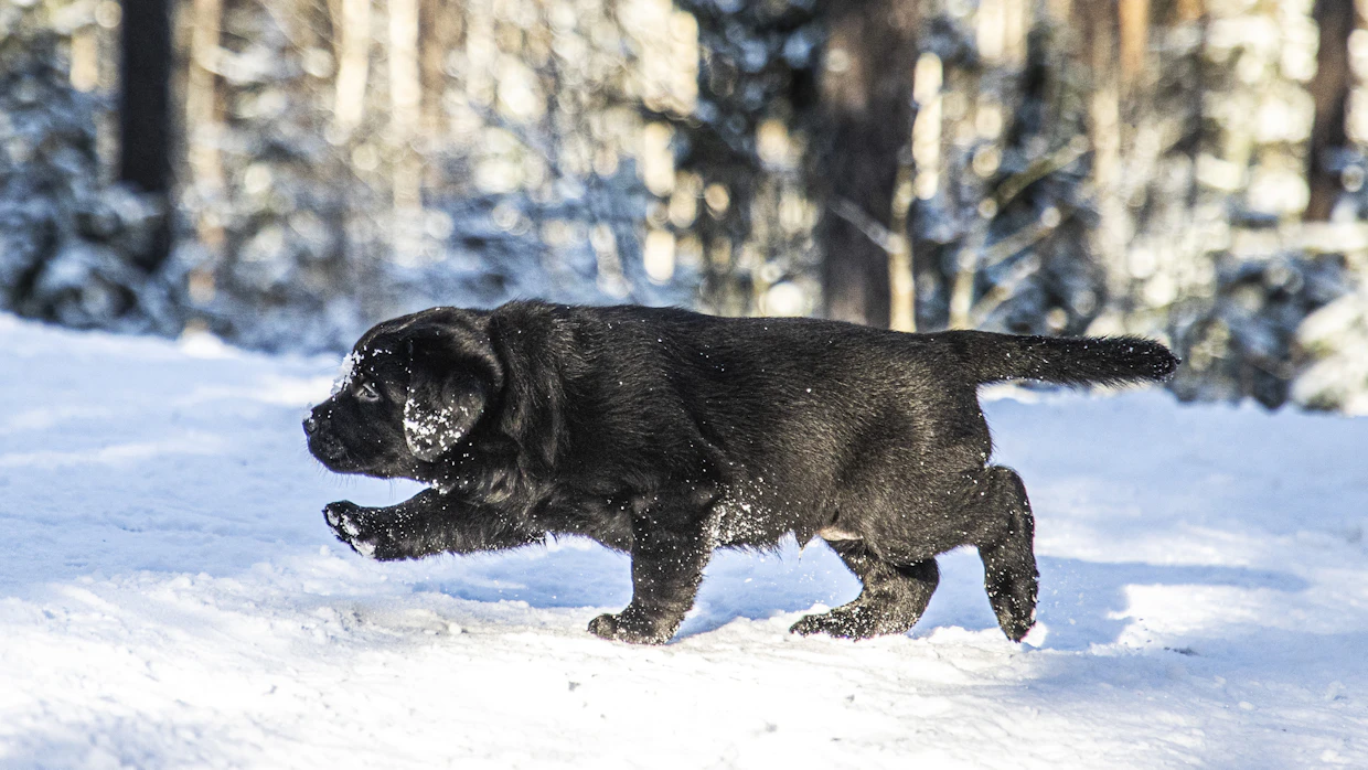 Pennut tutkivat uteliaasti ympäristöään, leikkivät ja haistelevat. Labradorinnoutaja viihtyy ihmisen lähellä ja on harvoin aggressiivinen.