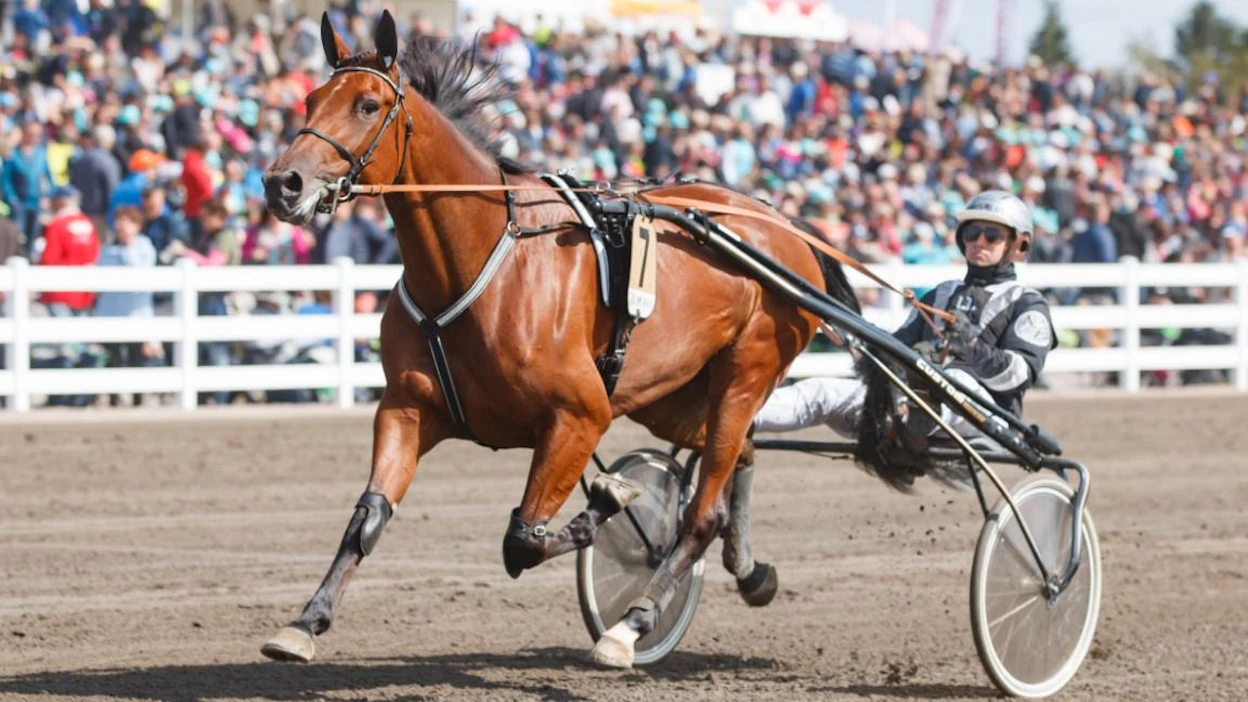 Christa Packalenin ja Niki Finnströmin (kuvassa) suojatti Stonecapes Queila sai viime hetkillä kutsun Seinäjoki Raceen. Tuoreen Best Ladyn ohjat ottaa tulevana lauantaina lakeuksilla käsiinsä Hannu Torvinen.