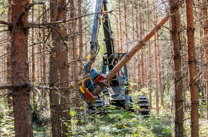 PTT:n ennusteen mukaan harvennusleimikoiden kauppamäärät nousevat viime vuodesta.