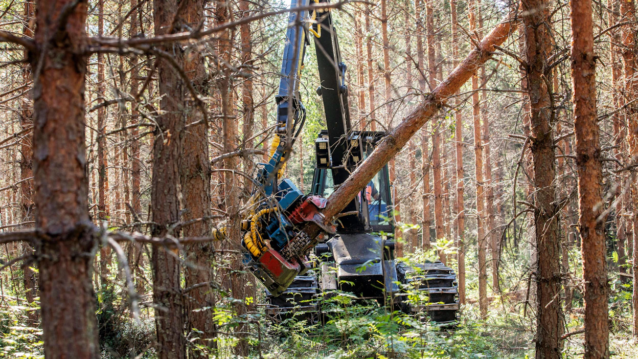PTT:n ennusteen mukaan harvennusleimikoiden kauppamäärät nousevat viime vuodesta.