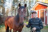 Kotikasvatti Billy Caramell on tällä hetkellä Arto Laurukaisen ykköshevonen. Kolmevuotias ori on voittanut kahdesti Bodenissa.