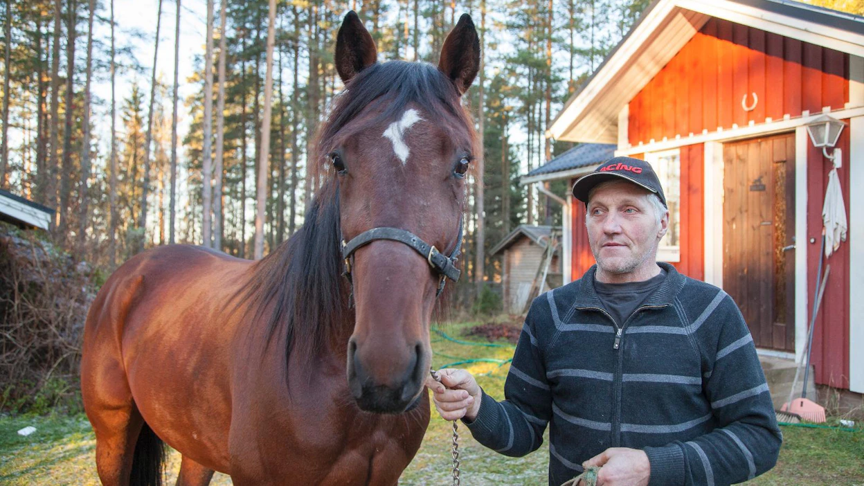 Kotikasvatti Billy Caramell on tällä hetkellä Arto Laurukaisen ykköshevonen. Kolmevuotias ori on voittanut kahdesti Bodenissa.