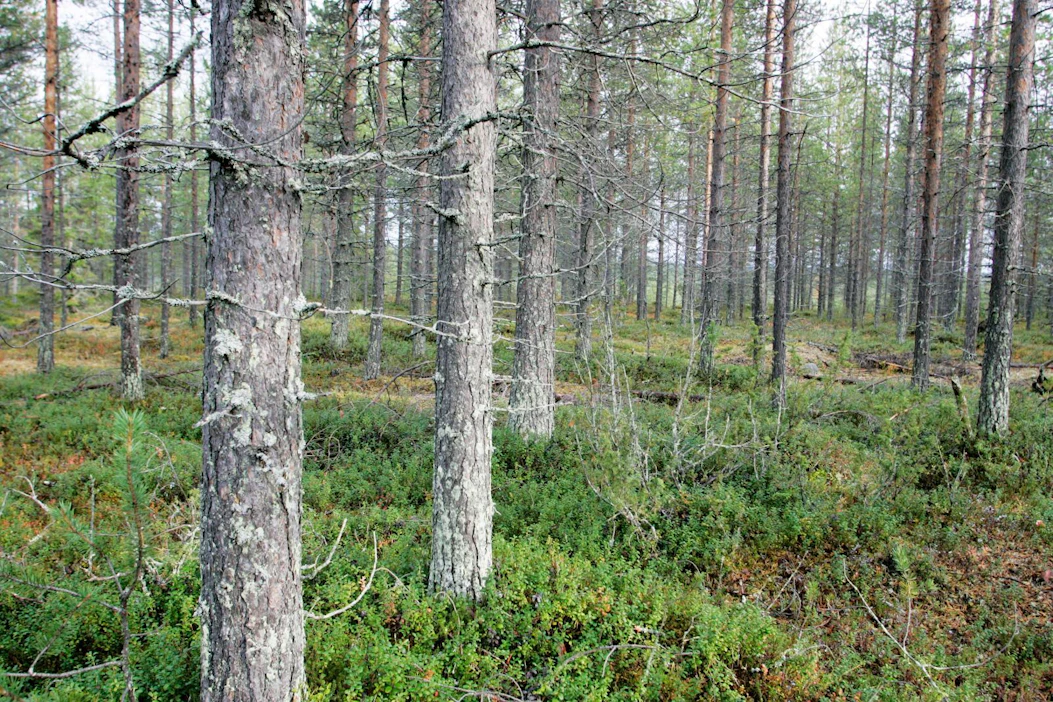 Metsähallitus hakee kartellin vuoksi 160 miljoonan euron korvausta, josta 100 miljoonaa on mäntykuidun hinnanmenetystä.