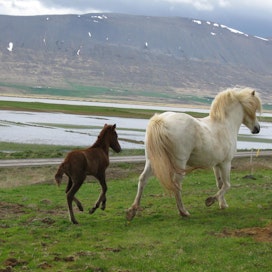 Islanninhevonen on yksi maailman vanhimmista hevosroduista.