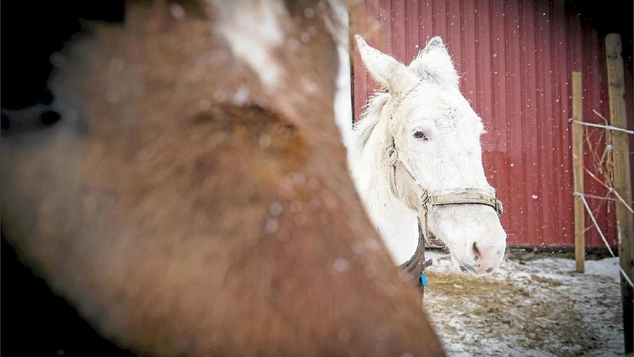 Salama on elänyt koko elämänsä hevosten keskuudessa ja pitää itseään ihan tavallisena pollena. Kimmo Haimi