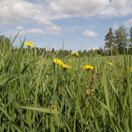 Suurin osa kainuulaisista luomutiloista tuottaa nurmea.