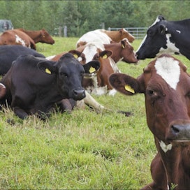 Keskipäivällä pääosa lehmistä lepää. Syöminen on vain ajanvietettä, sillä eläimet ruokitaan pihattoon. Taustalla näkyy jykevä aitarakenne portteineen. Markku Vuorikari