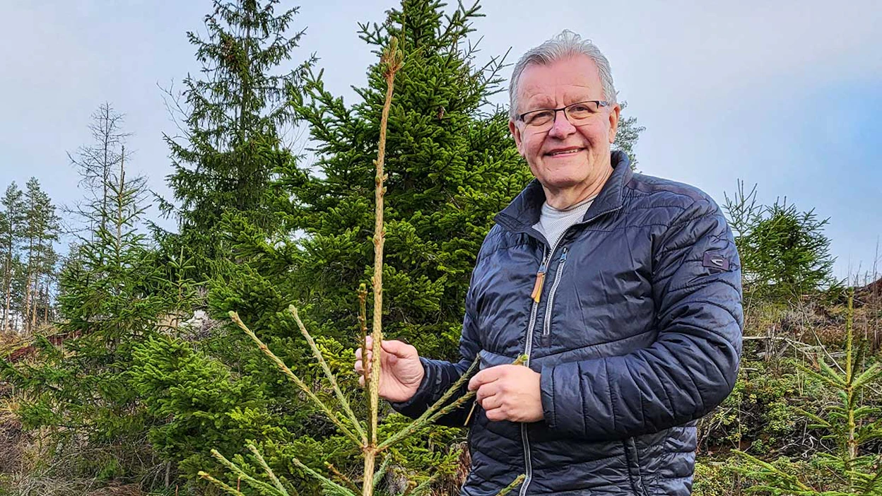 Metsänhoitoyhdistys Uusimaan entinen toiminnanjohtaja Timo Leirimaa ja viisi kesää kasvanut kuusen taimi.