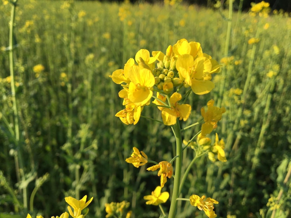 Luomusyysrypsi kukkii Lohjalla.
