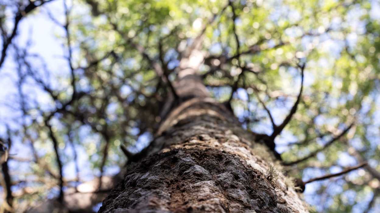 Haapa on tärkeä avainlaji metsien monimuotoisuudelle.