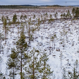 Suomen vaikuttaminen EU:n maa- ja metsätalouspolitiikkaan on oltava strategista, europarlamentaarikko Petri Sarvamaa linjaa.