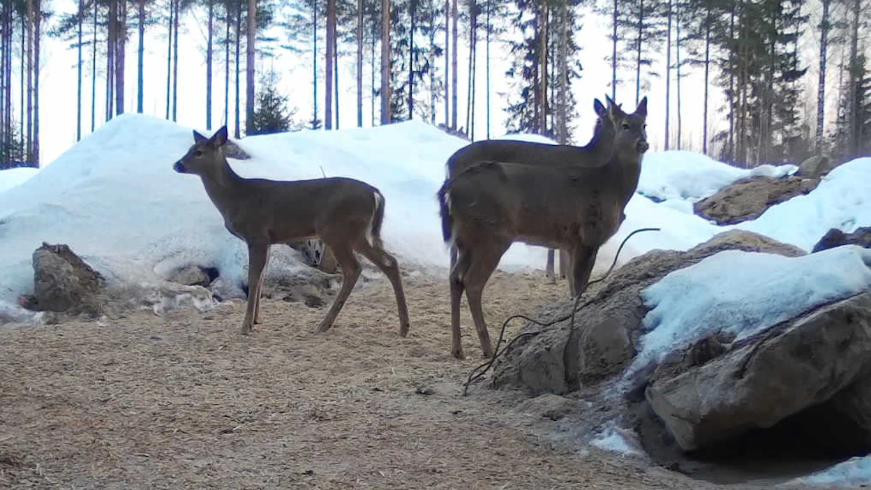 Alueellisten riistaneuvostojen asettamat kantatavoitteet kahdelle seuraavalle metsästyskaudelle ohjaavat osaltaan riistanhoitoyhdistysten valkohäntäpeurojen verotussuunnittelua.